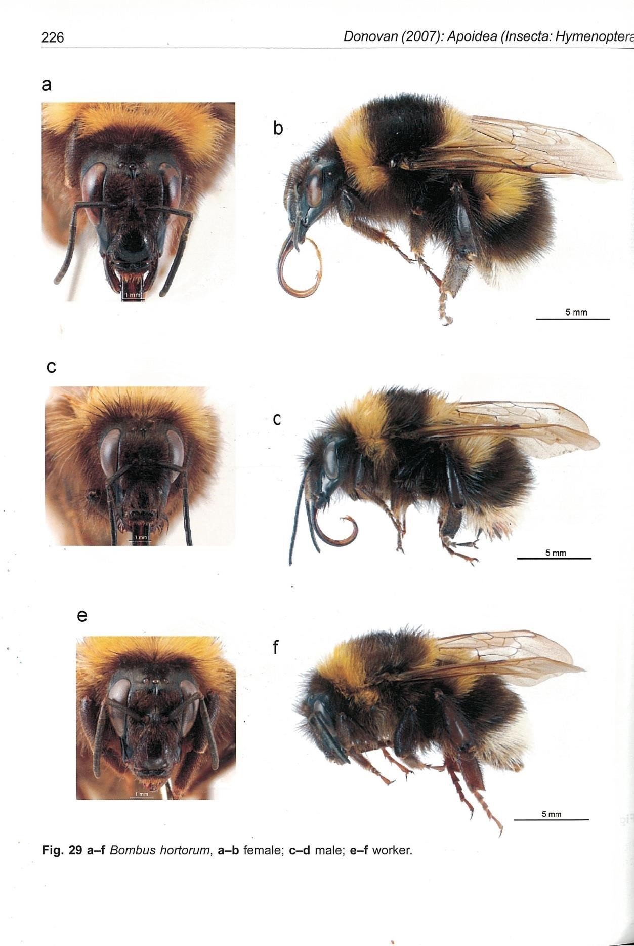NZ Bumblebee Conservation Trust Beekeeping New Zealand